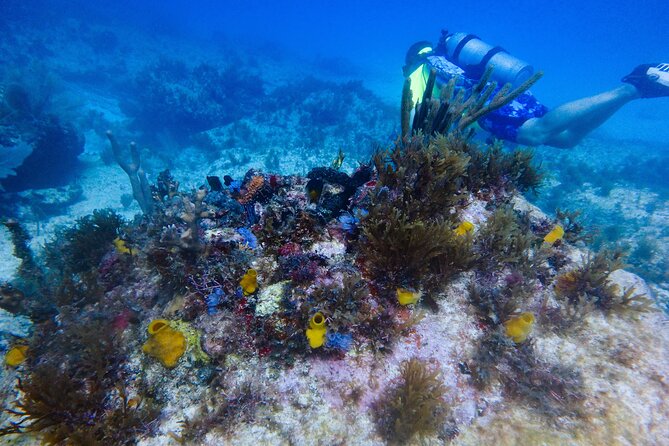 Open Water Certification Course-PADI - Day one: online study, gear, and confined-water skills