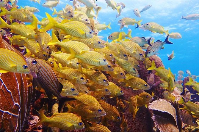 Open Water Diver course PADI in Cancun - Why the instructors matter for beginners
