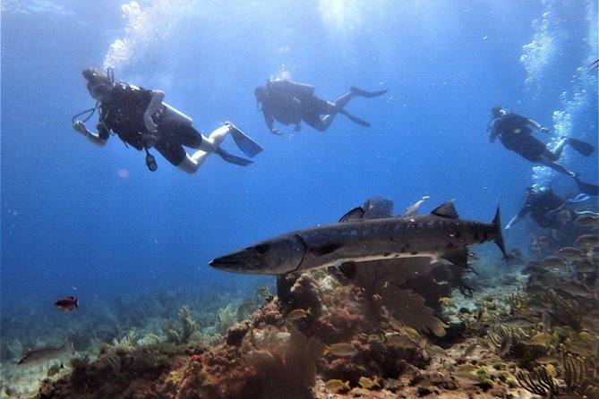 Open Water Diver course PADI in Cancun - Timing, health rules, and the flight restriction
