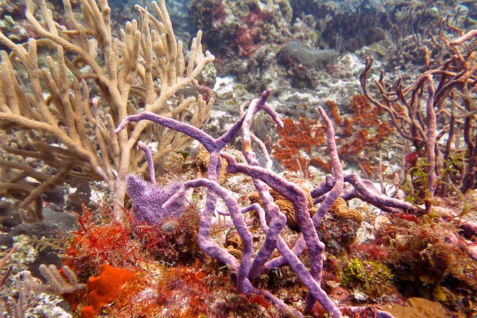 Open Water Diver course PADI in Cancun - Who will get the most from this course