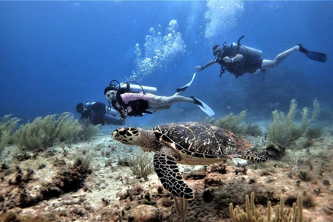 Open Water Diver course PADI in Cancun - Booking, cancellation, and practical planning