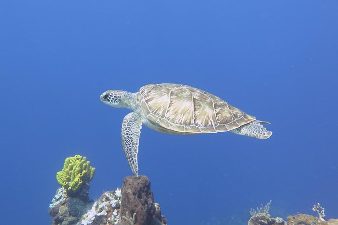 Open Water Diver course PADI in Cancun - From Diversland to Blue Dive