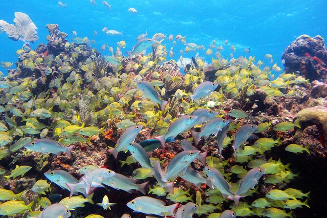 PADI Discover Scuba Diving for divers without certification - What the $169 price really covers
