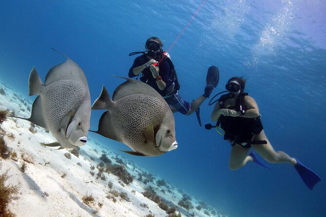 PADI Open Water Diver Course - The PADI eLearning work is part of the experience