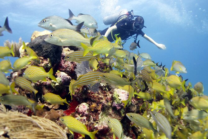 PADI Open Water Diver Course - Timing, meeting point, and the island setting