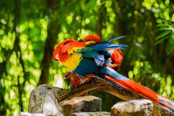 Park Xcaret Plus with Transportation from Cancun and Riviera Maya - Marine life, animals, and Mexican culture
