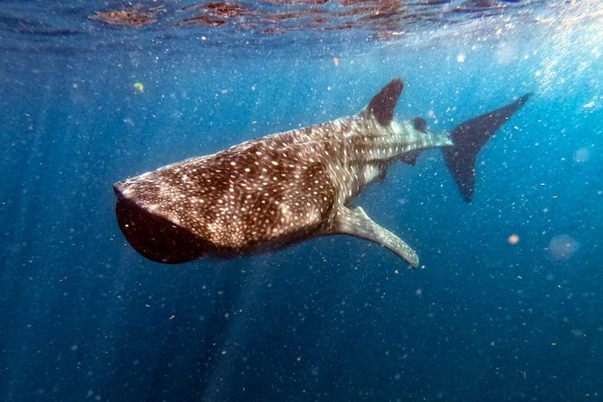 Private and Shared Whale Shark Tour from Tulum - Why this whale shark trip is worth considering