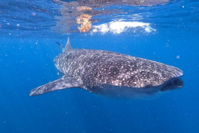 Private and Shared Whale Shark Tour from Tulum - Weather, cancellation, and practical cautions