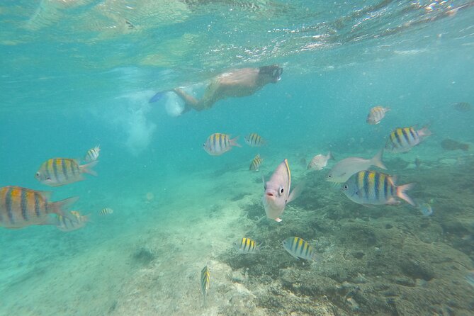 Private MUSA Snorkeling Experience at Isla Mujeres and Cancun - What happens during the four-hour outing