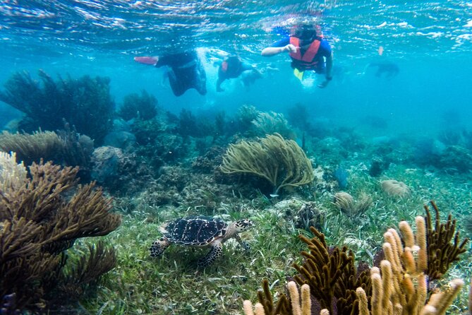 Private (only you) Reef Snorkeling in Puerto Morelos 2x40 minutes - A private ride from your hotel to the dock