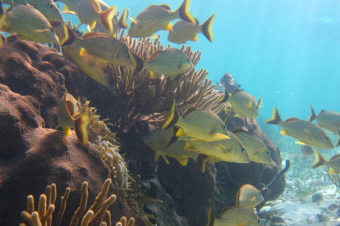 Private (only you) Reef Snorkeling in Puerto Morelos 2x40 minutes - Why the private format is worth considering