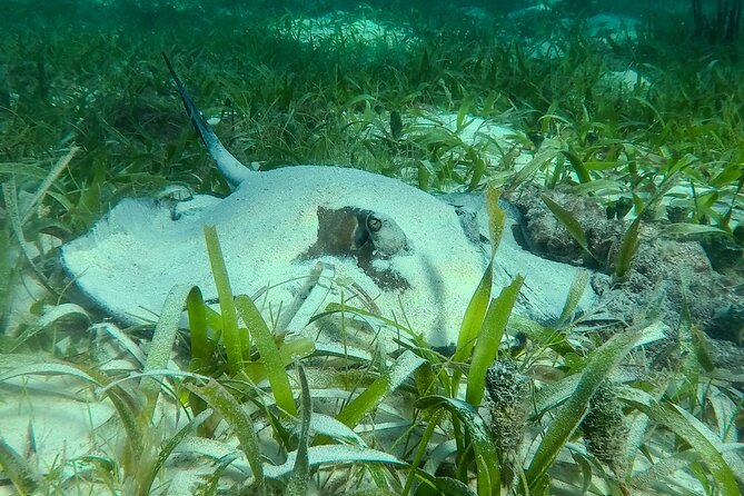 Private (only you) Reef Snorkeling in Puerto Morelos 2x40 minutes - Timing, weather, and cancellation details