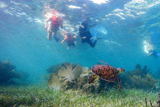 Private (only you) Reef Snorkeling in Puerto Morelos 2x40 minutes - Two 40-minute sessions at the marine park