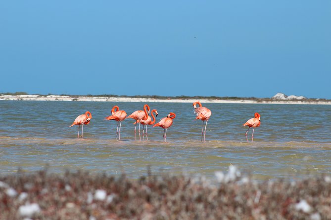 Private Rio Lagartos Flamingo and pink lakes - Why the Rio Lagartos trip is worth the long ride