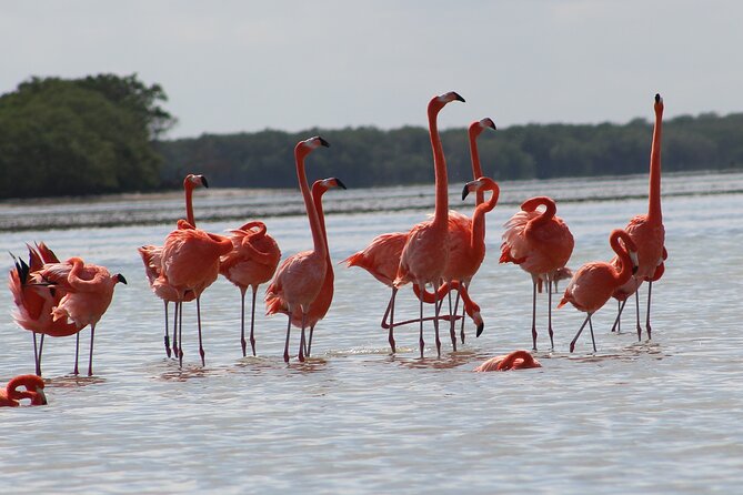 Private Rio Lagartos Flamingo and pink lakes - The pink lakes and why the color matters