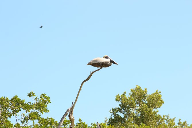 Private Rio Lagartos Flamingo and pink lakes - What is included, and what you should pack