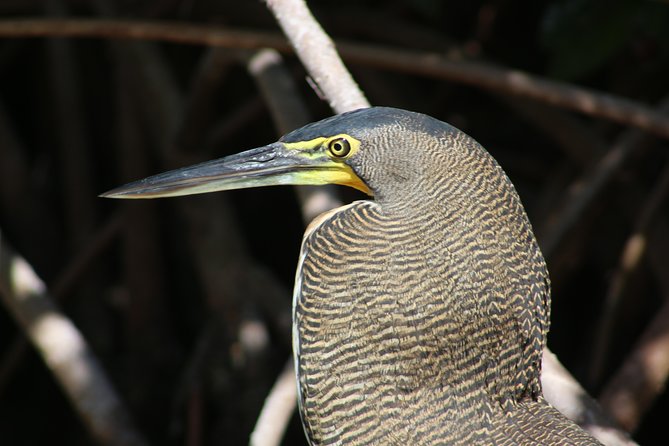 Private Rio Lagartos Flamingo and pink lakes - Weather, cancellation, and planning details