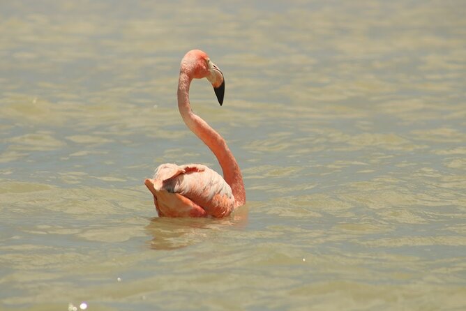 Private Rio Lagartos Flamingo and pink lakes - Four hours on the Ría Lagartos waterways