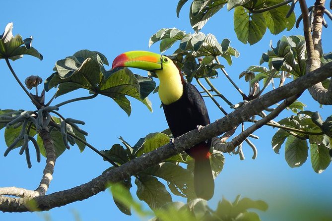 Private Tour: Birdwatching from Cancun - The guides are the heart of the experience
