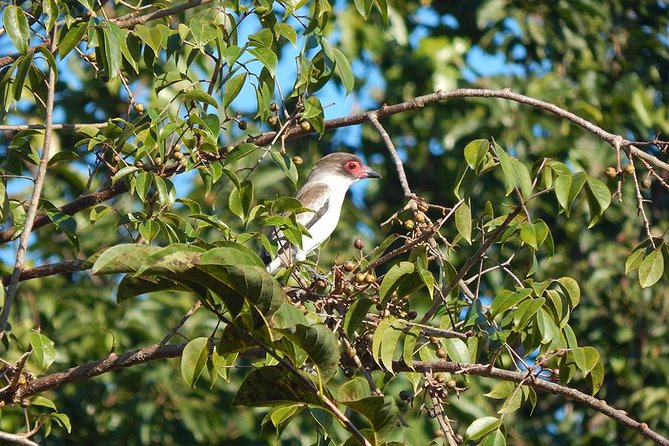 Private Tour: Birdwatching from Cancun - Short walks, private transport, and the pace of the morning
