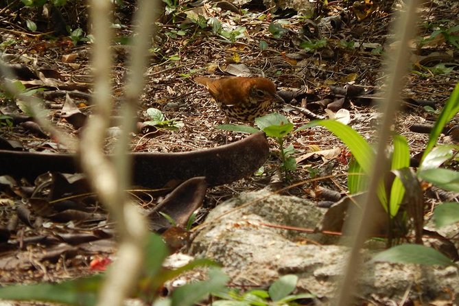 Private Tour: Birdwatching from Cancun - Is $525 a fair price?
