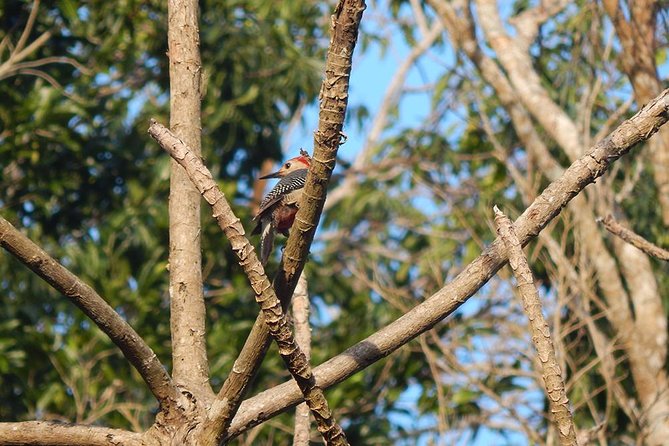 Private Tour: Birdwatching from Cancun - Binoculars and what to pack