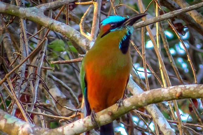 Private Tour: Birdwatching from Cancun - Into the northern Riviera Maya jungle
