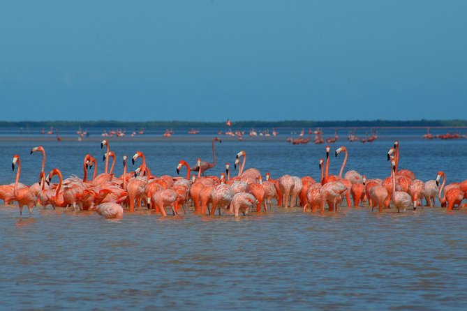 Private Tour: Ek Balam, Pink Flamingos Sanctuary and Tequila Tasting Factory - Leaving Cancun at 6 a.m.