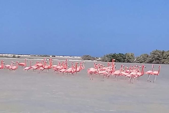 Private Tour: Pink Flamingos, Maya Temples and Ek Balam - A long day from Cancun with two very different rewards