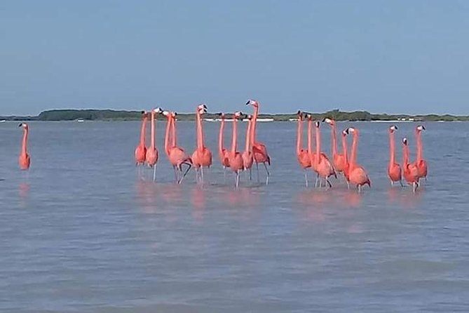 Private Tour: Pink Flamingos, Maya Temples and Ek Balam - Ek Balam and the 40-meter main temple