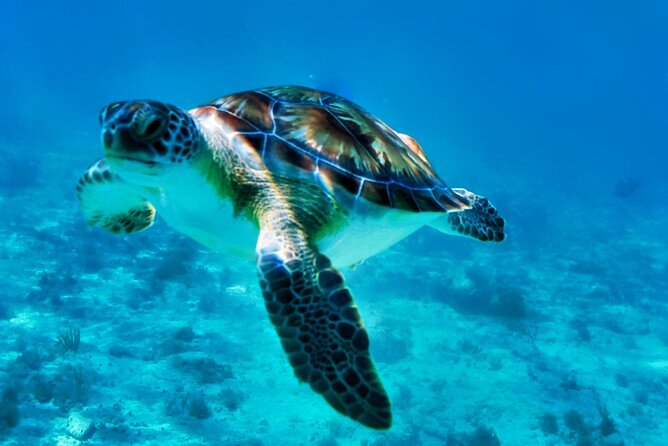 Private Tulum Mayan Ruins & Swimming with Turtles Experience - What the $159 price really covers