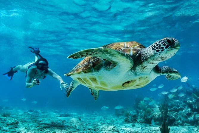 Private Tulum Mayan Ruins & Swimming with Turtles Experience - Akumal Beach: two hours with turtles