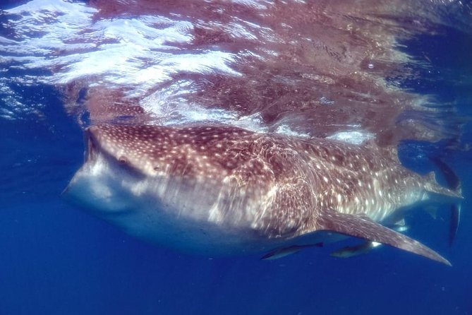 Private Whale shark Ecofriendly tour from Cancun - Why the whale shark encounter matters