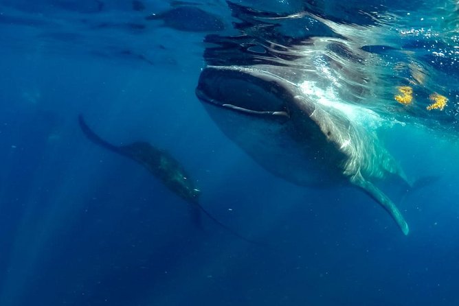 Private Whale shark Ecofriendly tour from Cancun - The boat ride into the Caribbean Sea