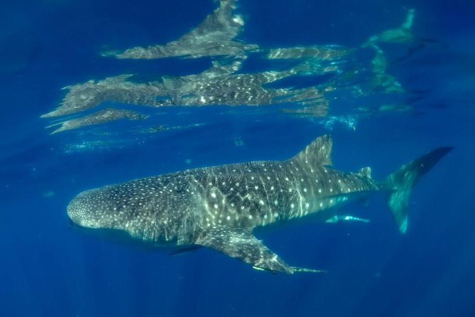 Private Whale shark Ecofriendly tour from Cancun - Snorkeling with the world’s largest fish