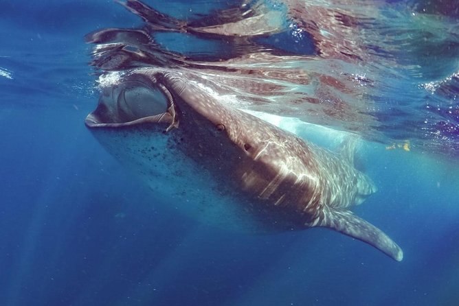 Private Whale shark Ecofriendly tour from Cancun - Reef snorkeling, ceviche, and guacamole