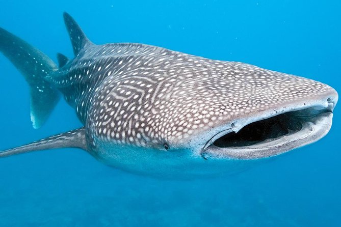 Private Whale shark Ecofriendly tour from Cancun - Returning to the marina and hotel