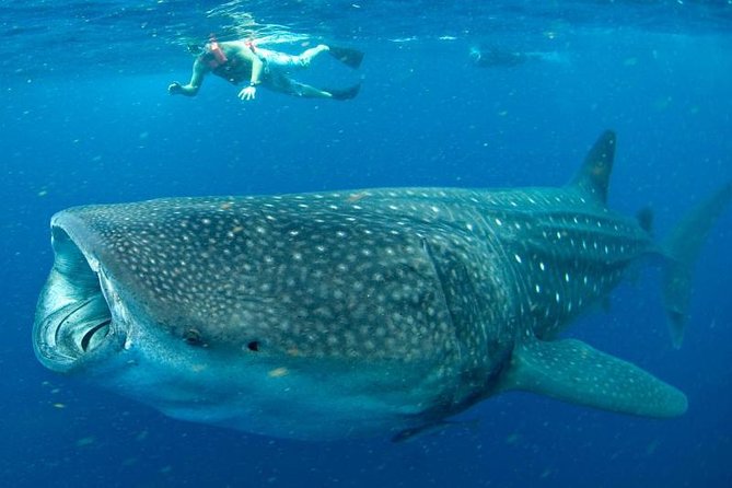 Private Whale shark Ecofriendly tour from Cancun - What the $895 price includes