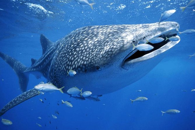 Private Whale shark Ecofriendly tour from Cancun - The early pickup from Cancun’s Hotel Zone