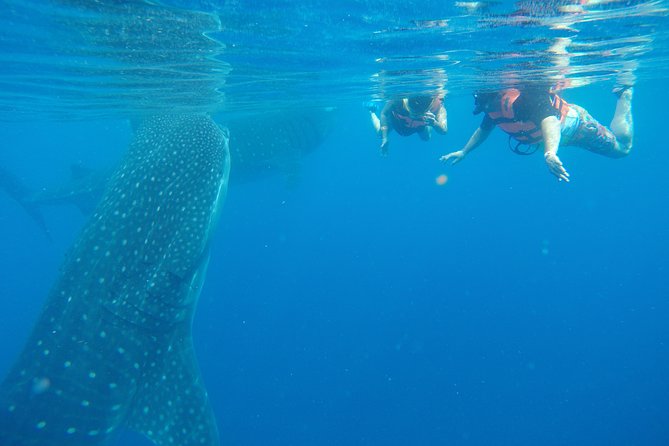 Private Whale Shark Tour from Cancun - Why a private boat changes the whale shark day
