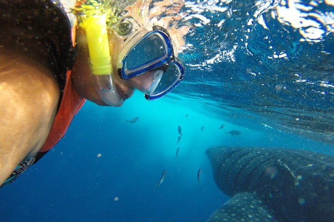 Private Whale Shark Tour from Cancun - Swimming with whale sharks