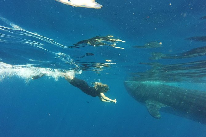 Private Whale Shark Tour from Cancun - Snacks, drinks, and the private-boat rhythm