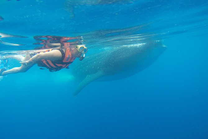 Private Whale Shark Tour from Cancun - Lunch beside Isla Mujeres