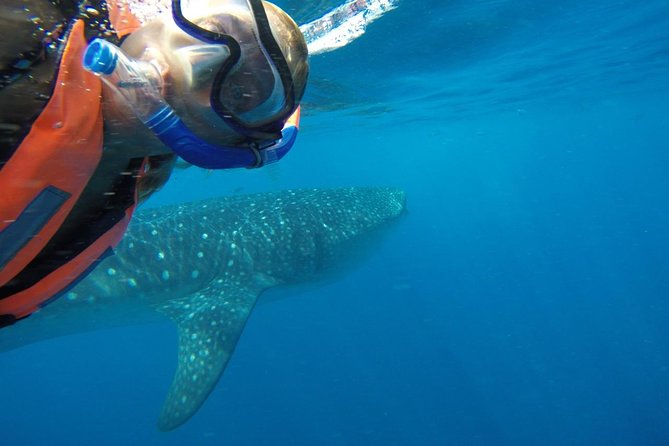 Private Whale Shark Tour from Cancun - What the $1,780 price means