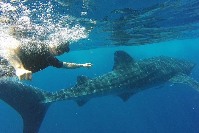 Private Whale Shark Tour from Cancun - Who will get the most from this excursion