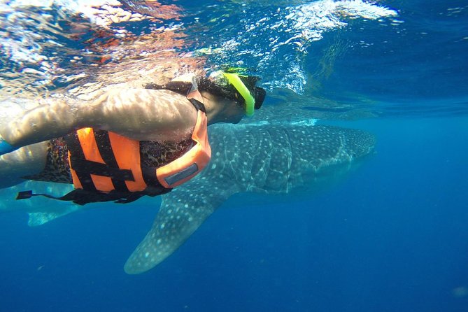Private Whale Shark Tour from Cancun - Getting ready for the protected whale shark area