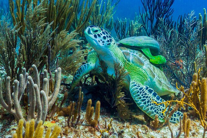 Puerto Morelos Catamaran Reef Sail and Snorkel - The main drawbacks to weigh