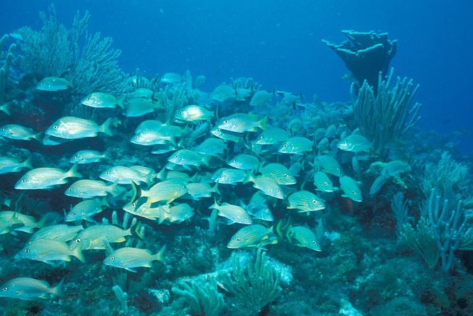 Puerto Morelos Reef Snorkeling Tour with Lunch - The guides make the water time count