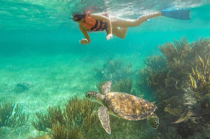 Puerto Morelos Reef Snorkeling Tour with Lunch & Hotel Pickup - Lunch at the Puerto Morelos Fish Market