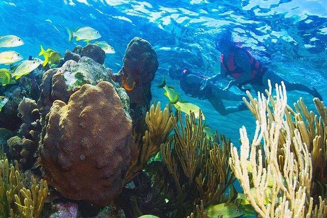Puerto Morelos Reef Snorkeling Tour with Lunch & Hotel Pickup - Who will enjoy this tour most